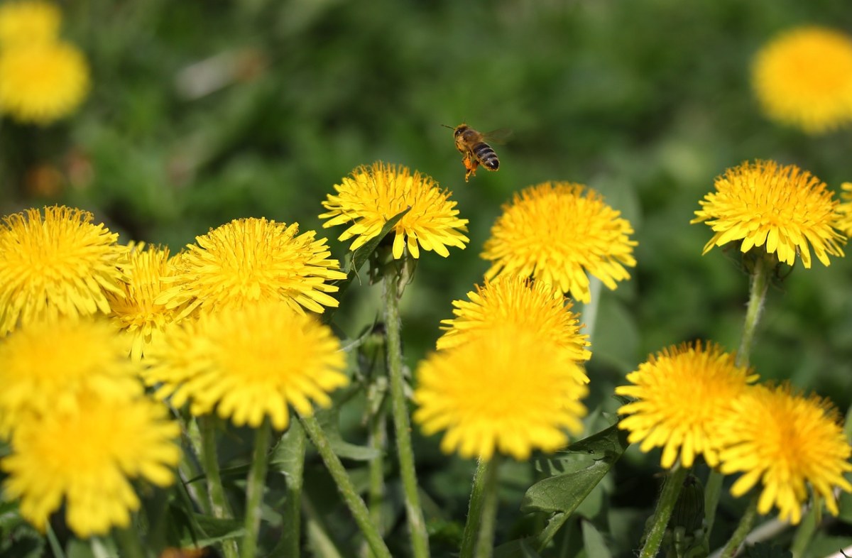 蒲公英、蜜蜂、昆虫纲免费图片