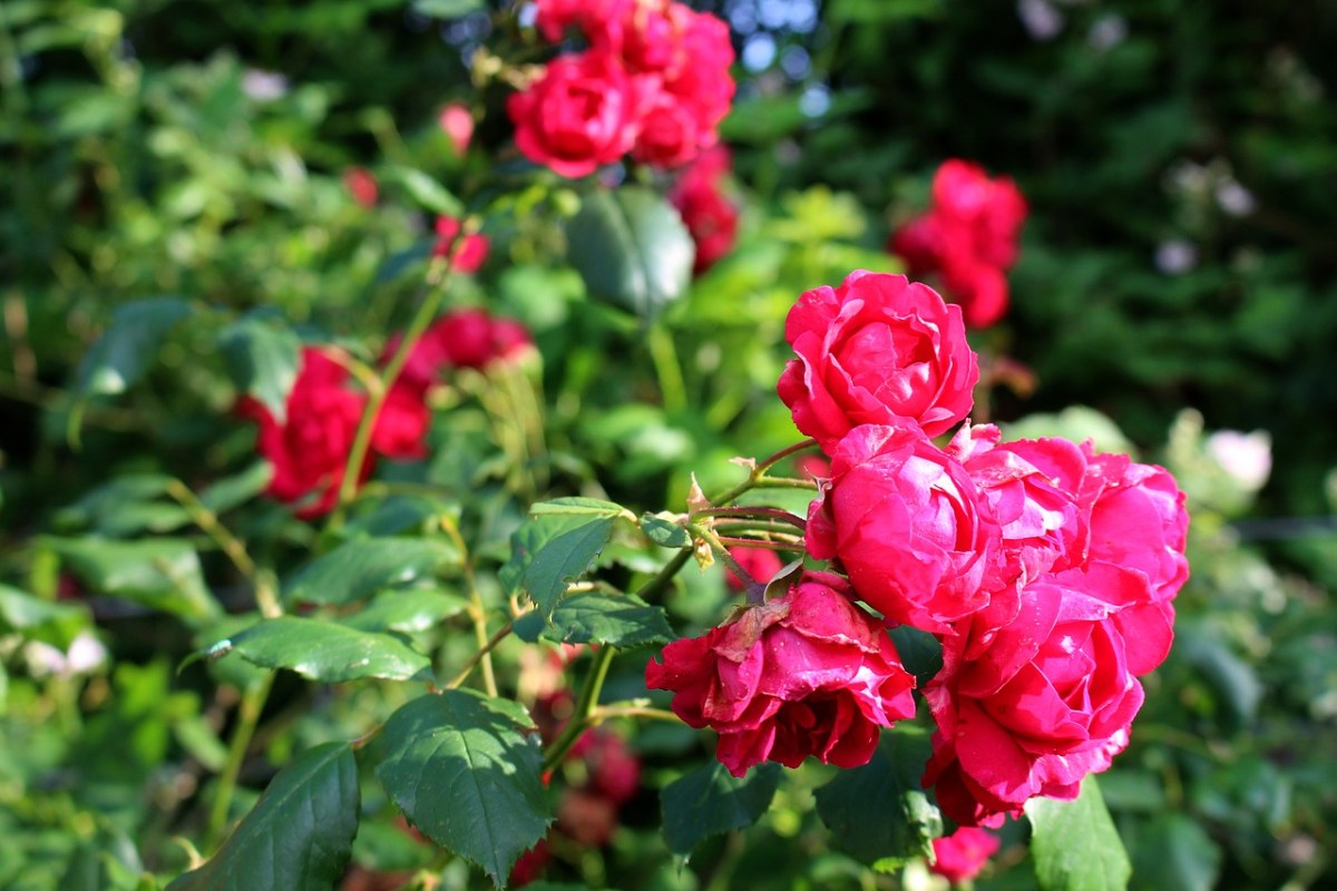 玫瑰、粉红色、开花免费图片