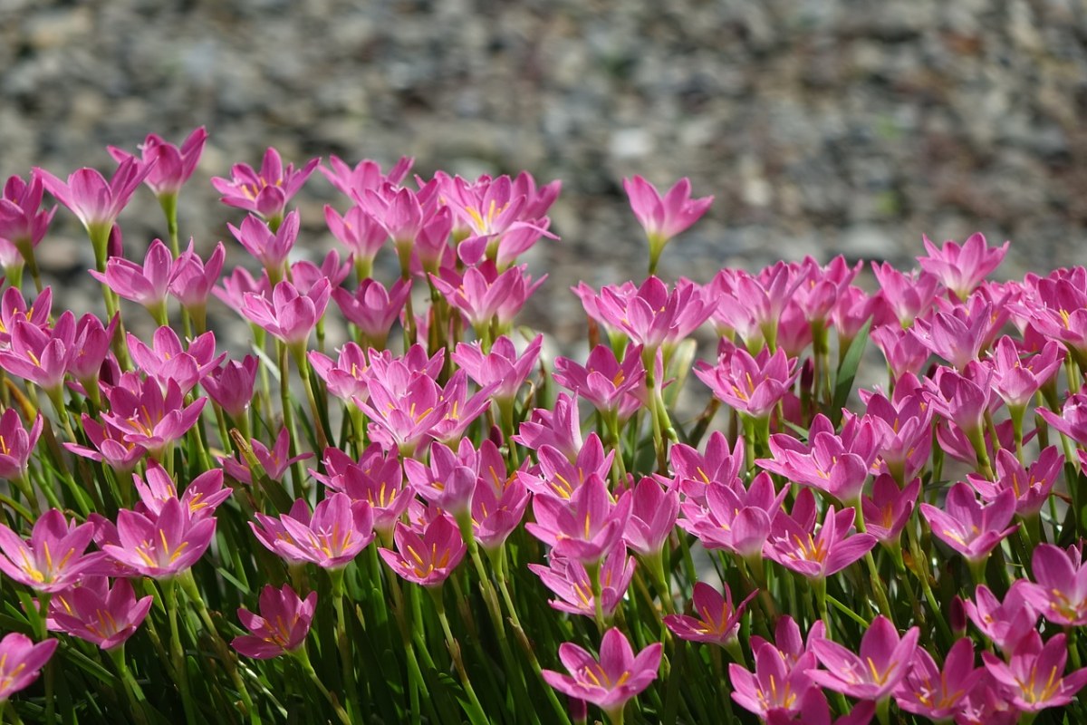 葱兰、粉红、大自然免费图片
