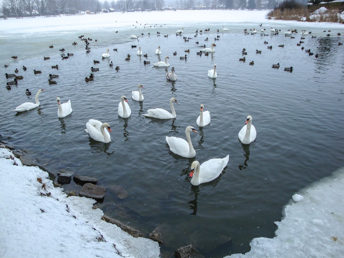 天鹅、鸭、池塘免费图片