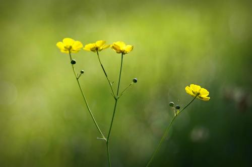 毛茛属的花