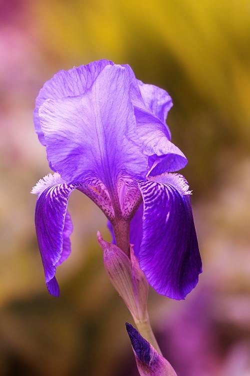 鸢尾花、花、蓝紫色
