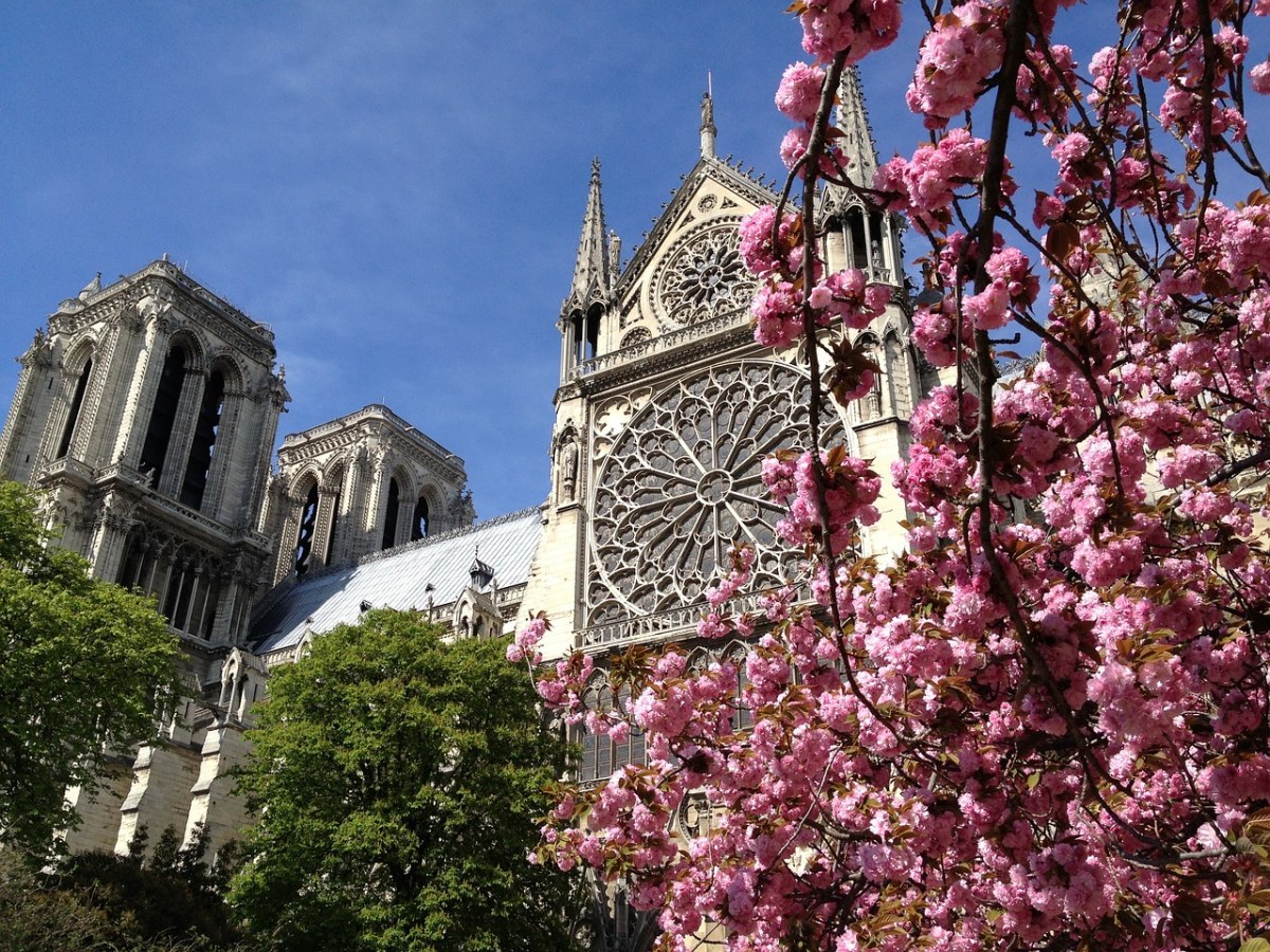 巴黎、春天、教堂、樱花免费图片