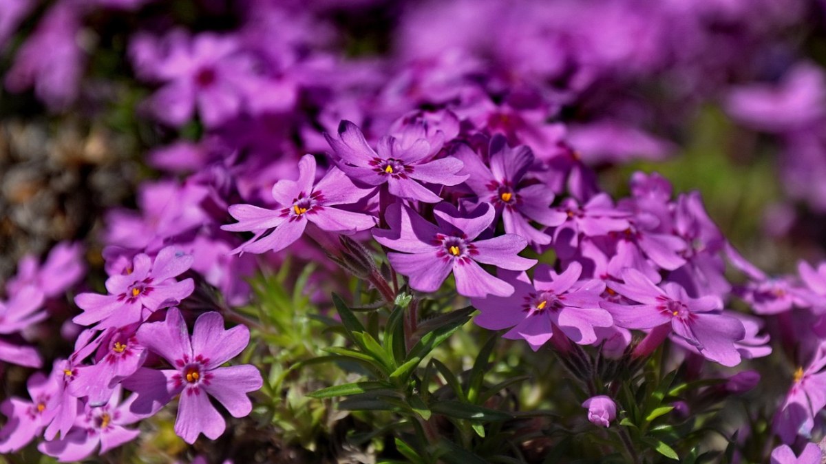 紫色的小花免费图片