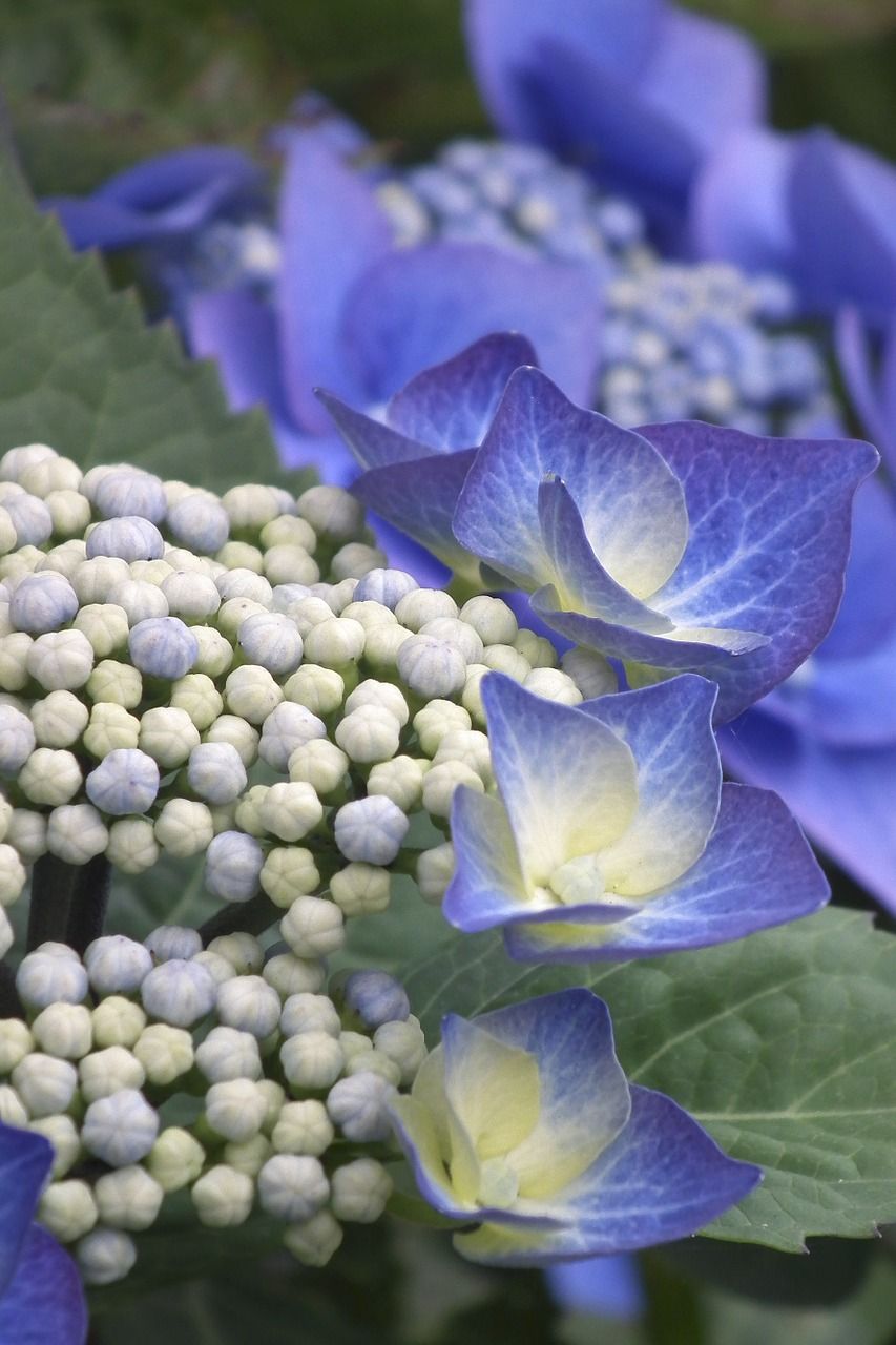 八仙花手机壁纸图片