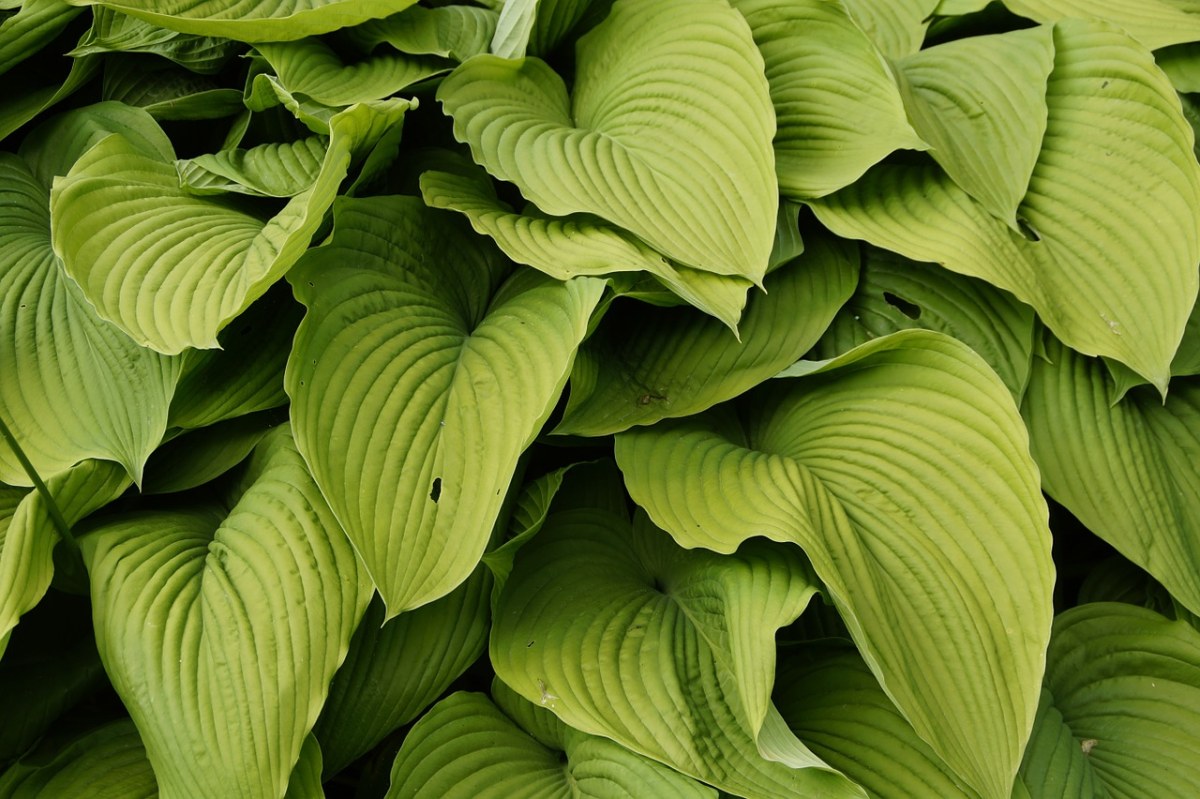 绿色,叶子,植物