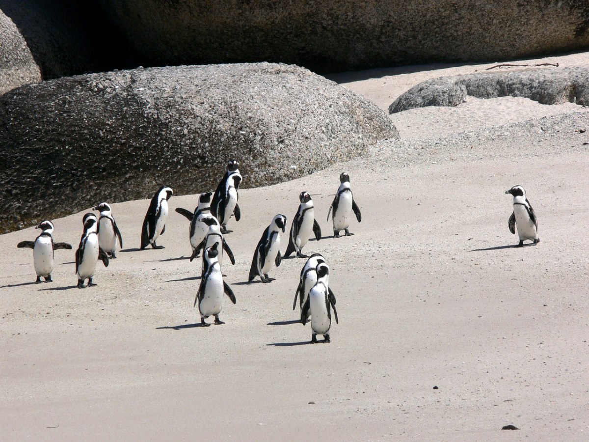 企鹅、公驴、海滩免费图片