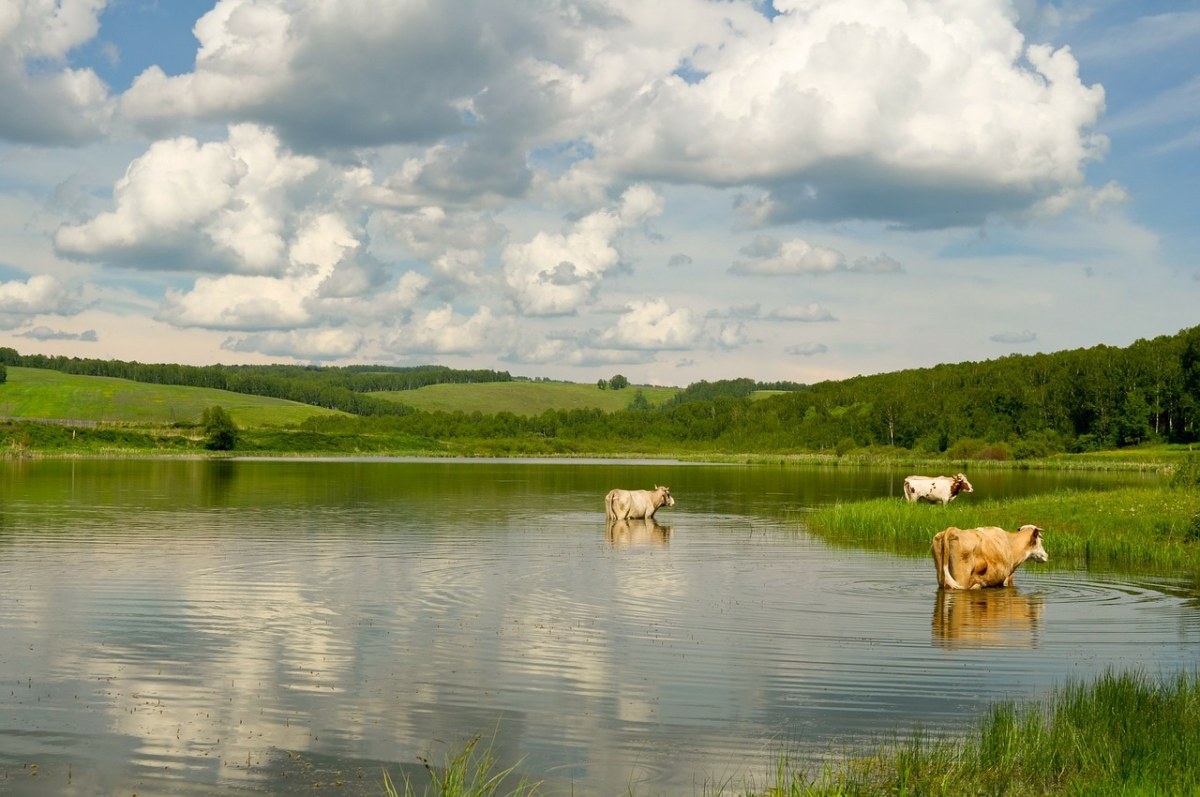 湖泊中的黄牛免费图片