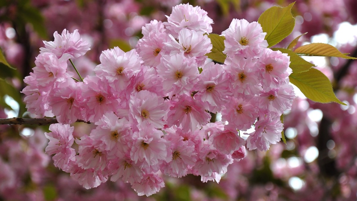 日本樱花、春天免费图片