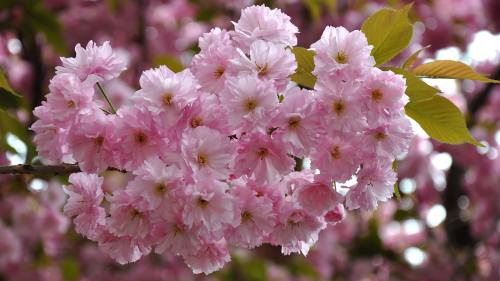 日本樱花、春天