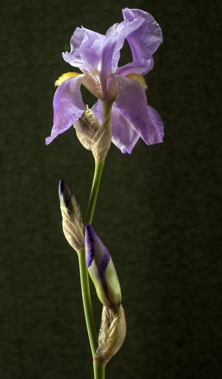 鸢尾花、虹膜、暗紫色免费图片