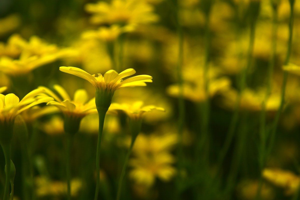 花、黄色免费图片