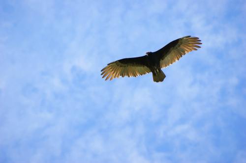 展翅飞翔的兀鹫