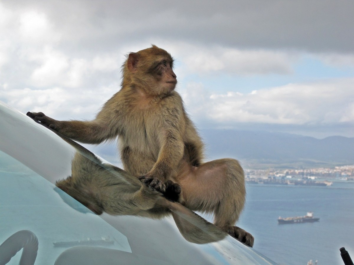 巴巴里猕猴、野生动物、猴子免费图片