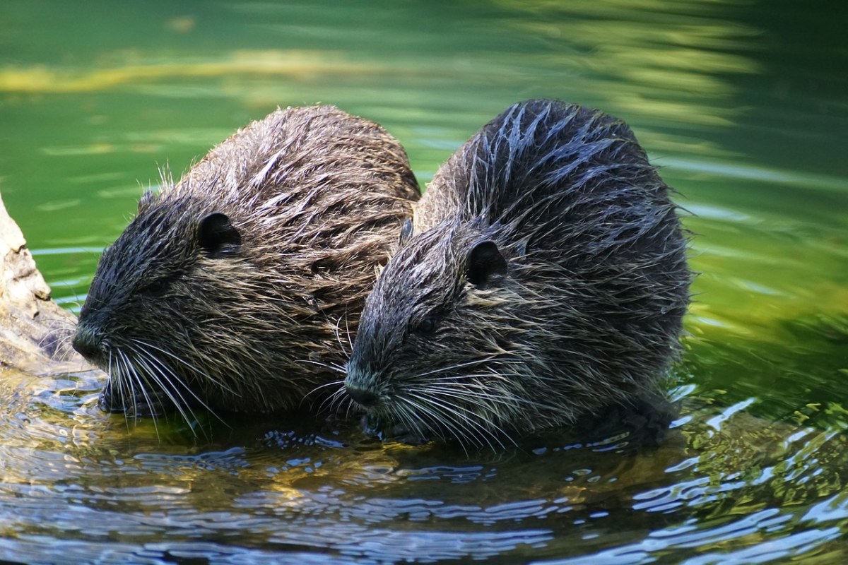 海狸鼠,齧齒類動物