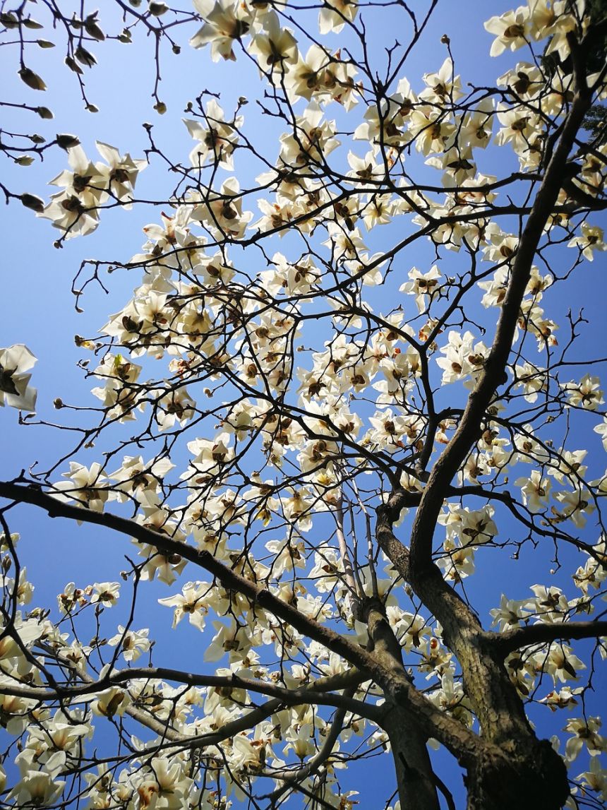 白玉兰花树(白玉兰花树能种院子里吗)