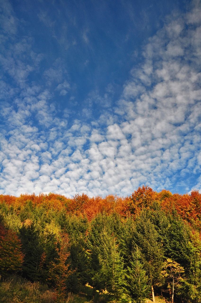 秋季,秋天的颜色,金色的秋天