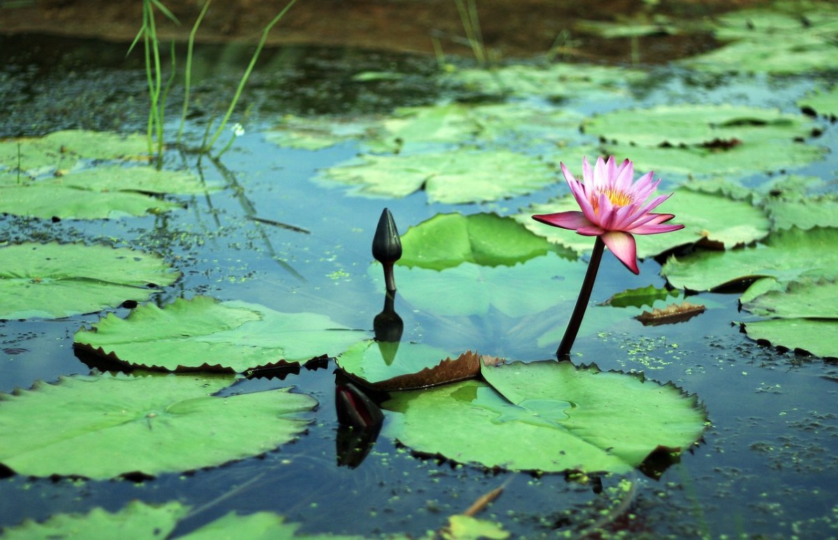 Gwangokji、莲花、鲜花免费图片