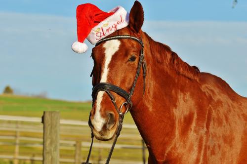 马、圣诞节、圣诞老人的帽子
