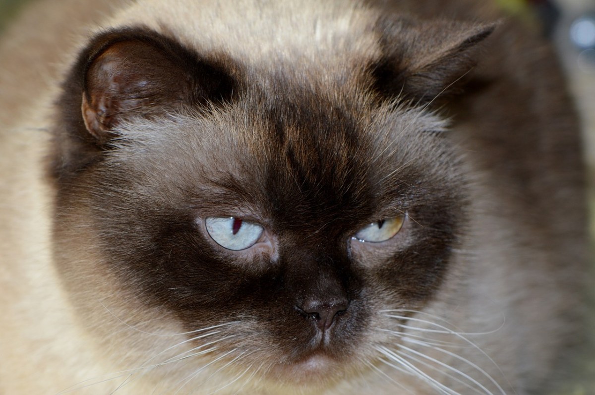 猫,mieze,英国短毛猫