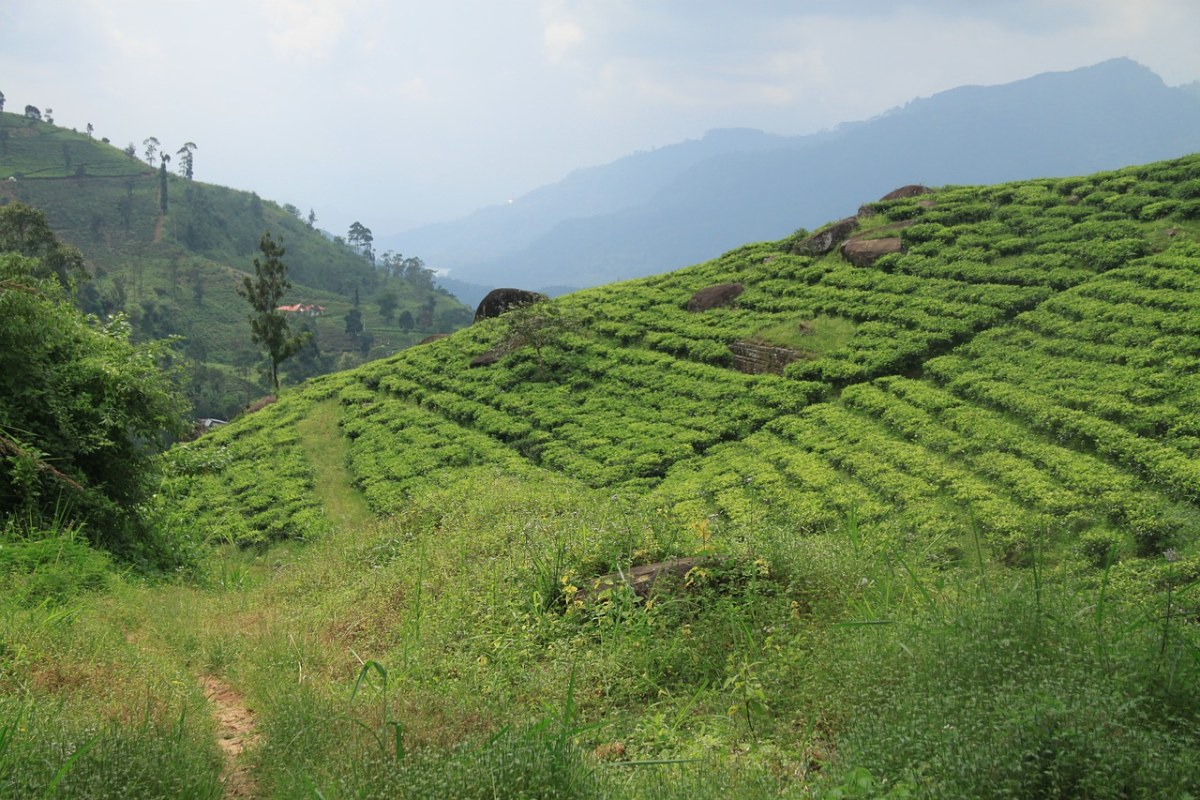 茶、斯里兰卡、茶厂免费图片