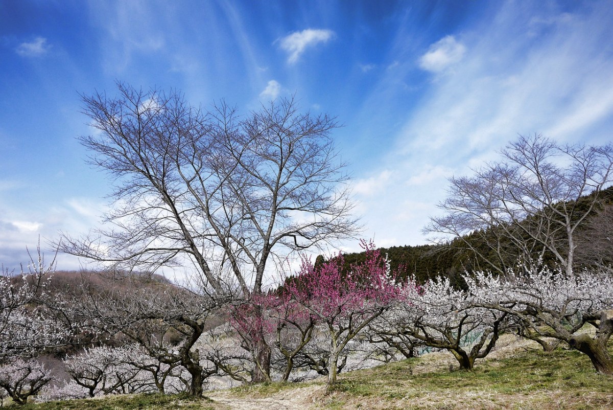 春天的果园风景图片免费图片