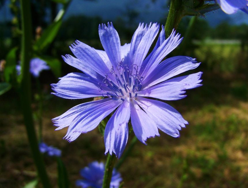 菊苣草,淡蓝色的花