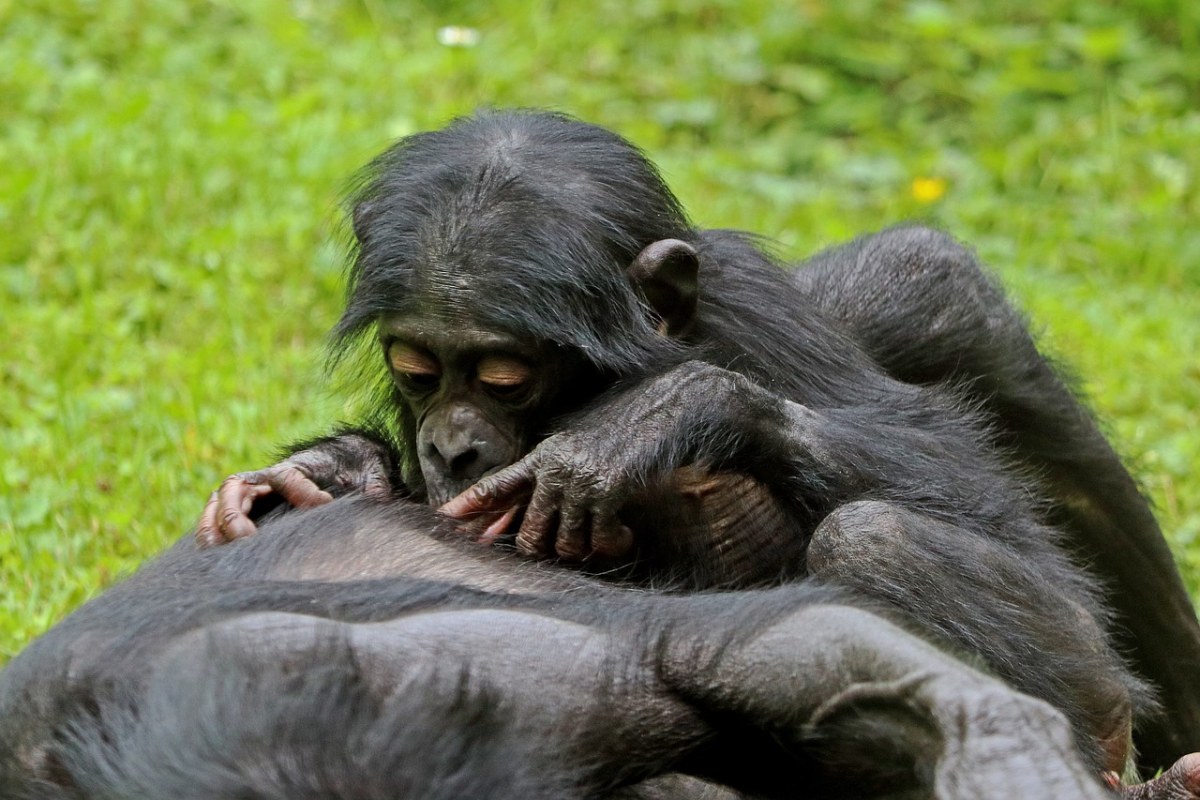 倭黑猩猩、猿、灵长目动物免费图片