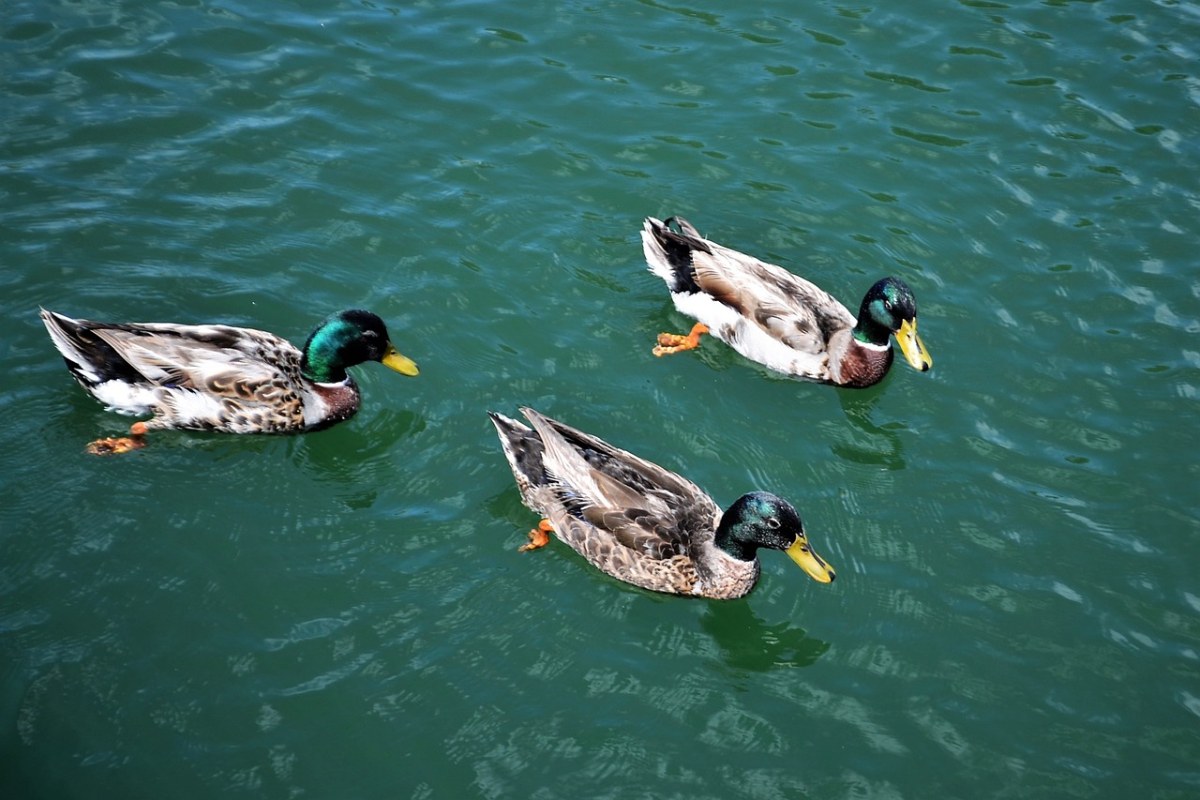 鸭子、鸟、池免费图片