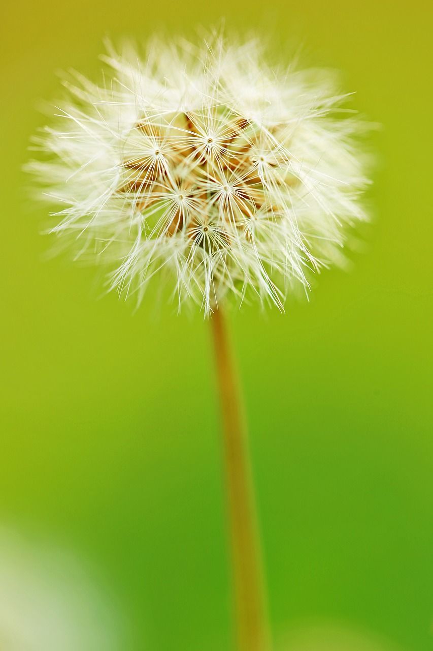 蒲公英毛茸茸性质