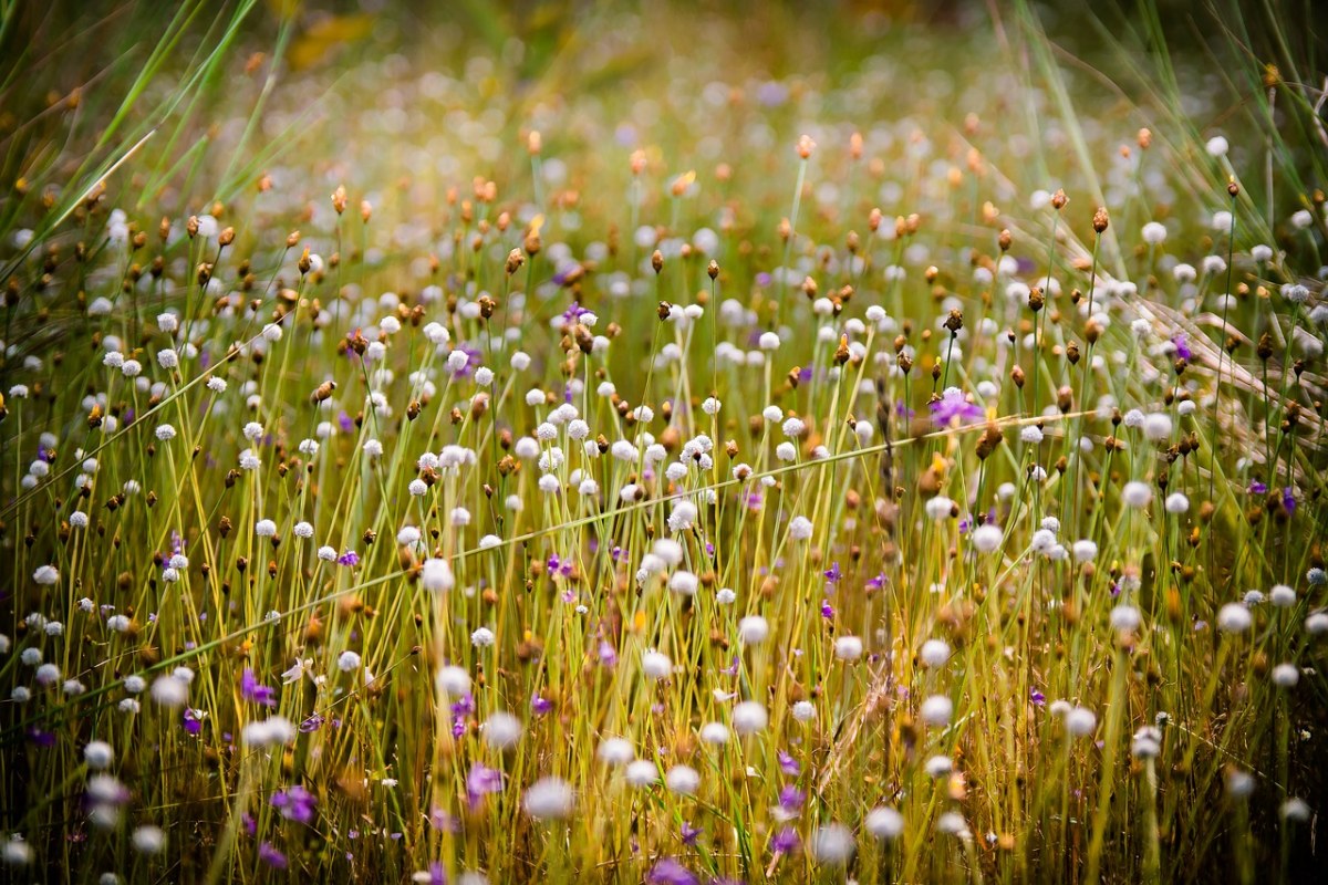 开花的草,草,花 - 免费可商用图片 - cc0.cn