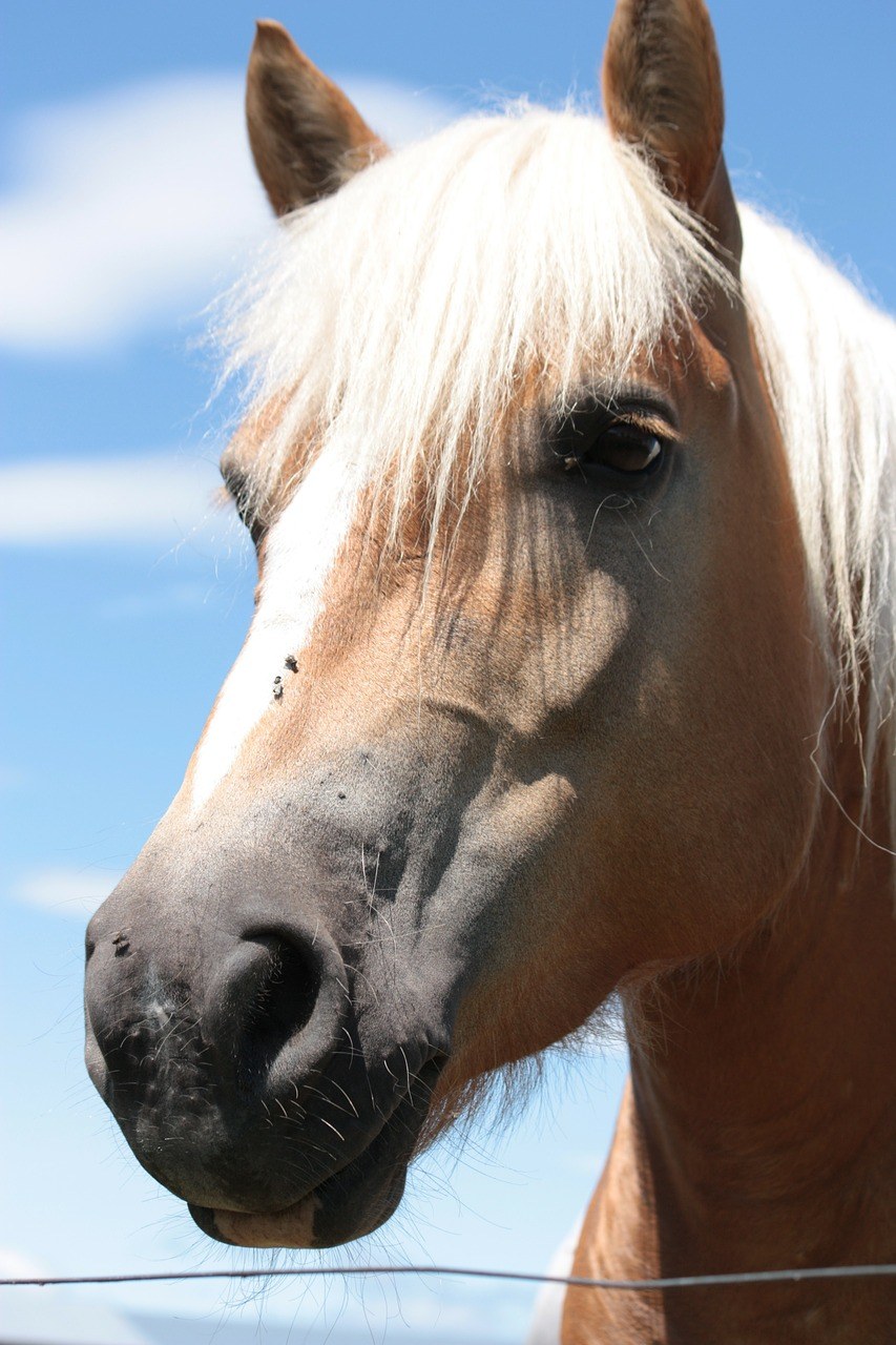 马,动物,马头免费图片