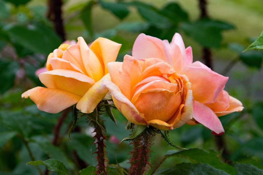 老玫瑰scholle是黄色的莫斯玫瑰