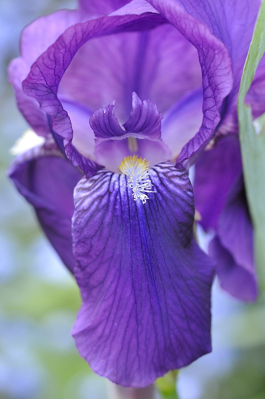 鳶尾花,花,廠