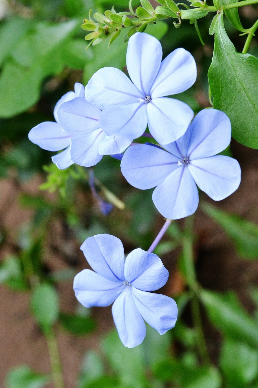 鲜花、花、蓝色的花免费图片