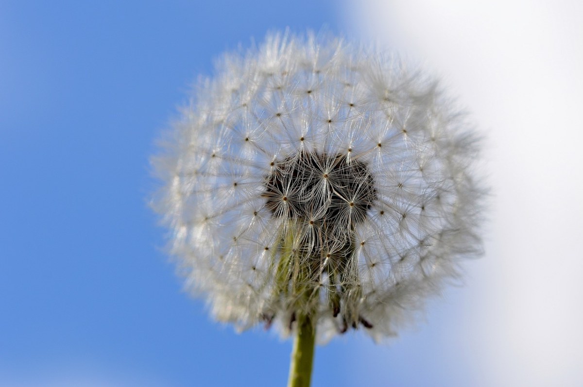 蒲公英、厂、太阳免费图片