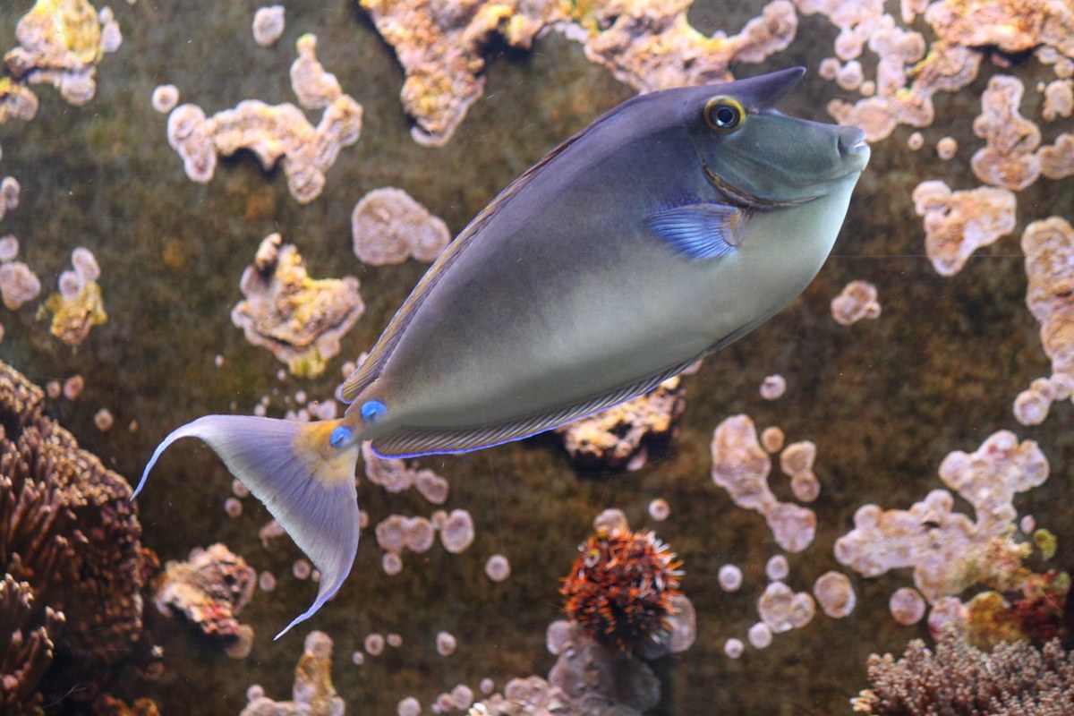 犀牛鱼,鱼,鼻子医生鱼鱼