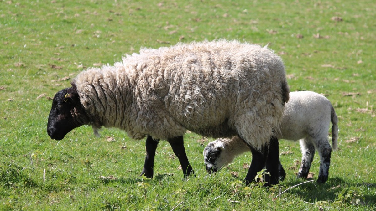 草地上的羊免费图片