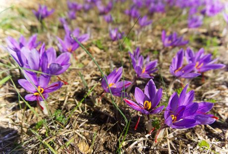 藏红花、收获、花朵红花