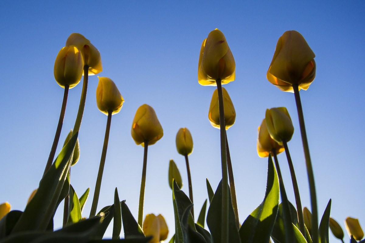 荷兰、花卉、春天免费图片