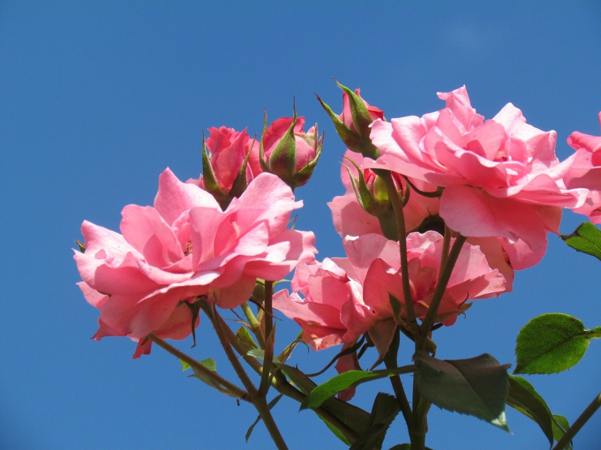 玫瑰、粉红色、花免费图片