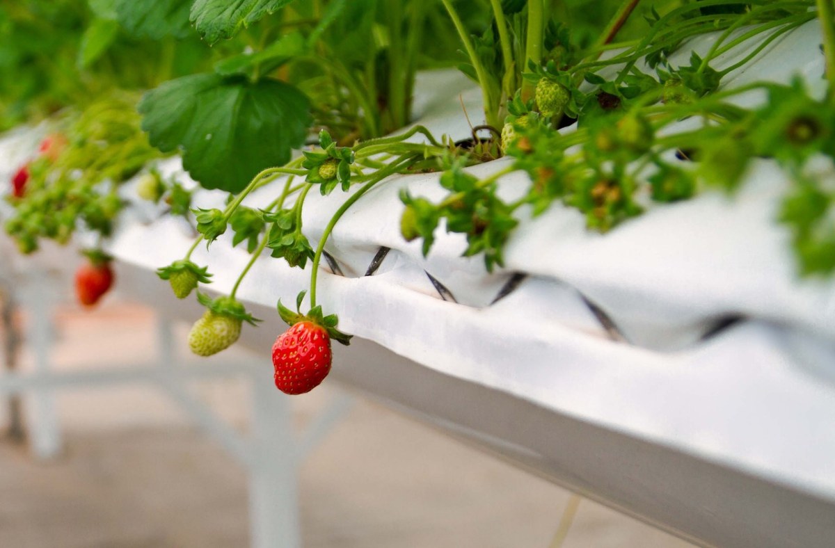 成长中的草莓免费图片