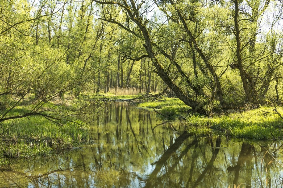 春天湿地湖岸树上刚长出的绿叶免费图片