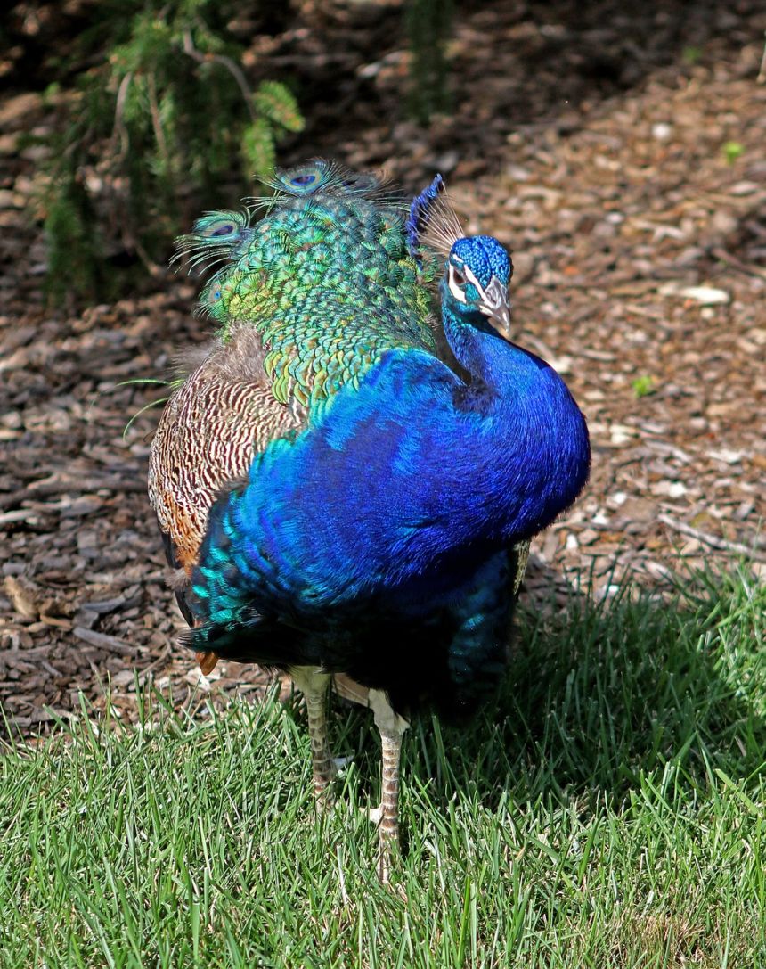 孔雀,蓝色,羽毛