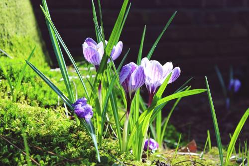 藏红花、叶片草、绿色