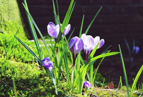 藏红花、叶片草、绿色