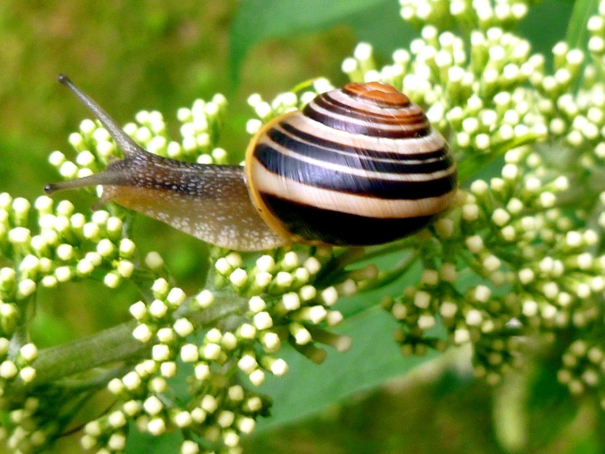 禅境花园蜗牛图片
