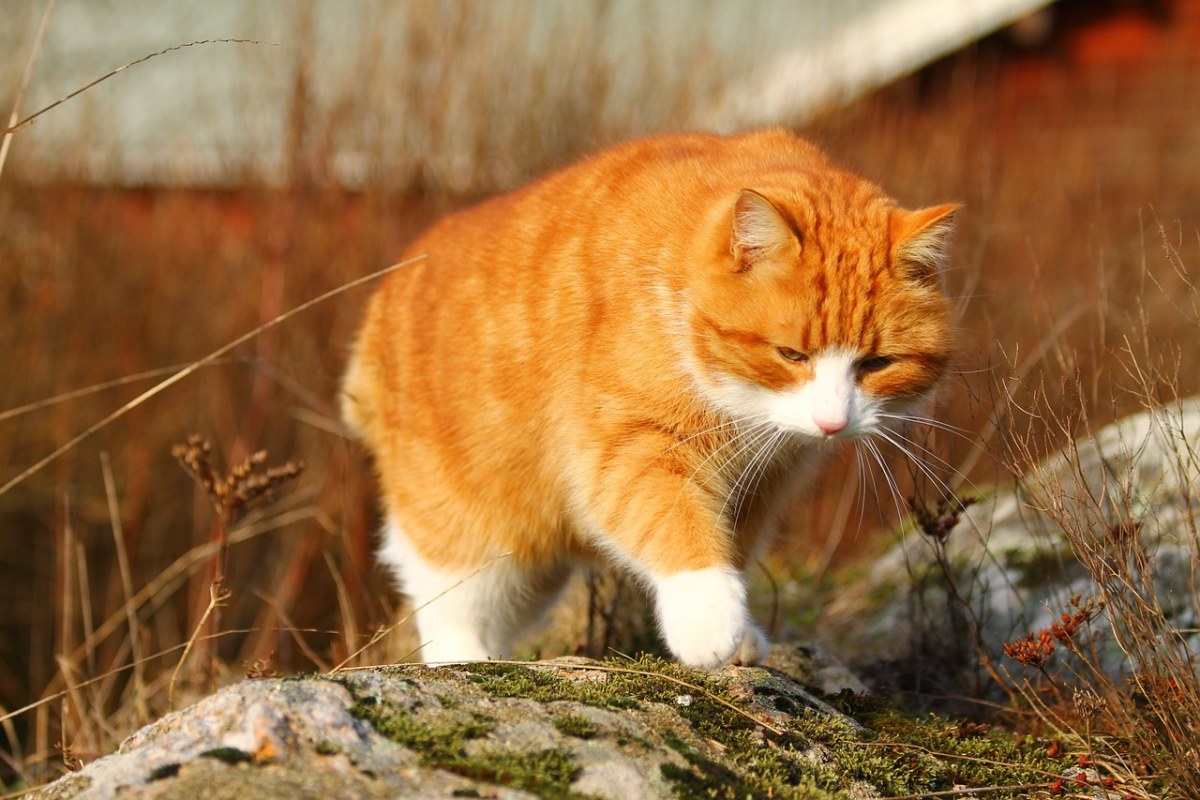 棕色的猫咪免费图片