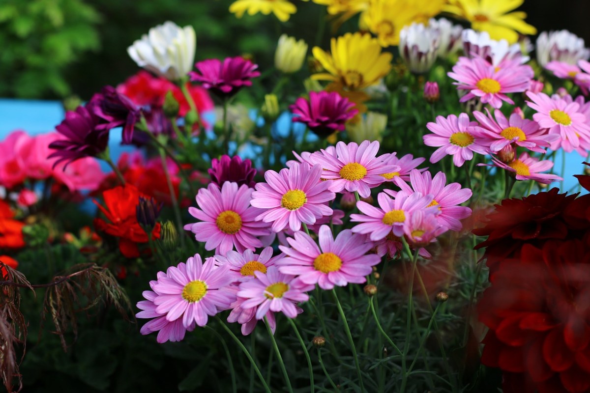 粉红色的菊科花朵免费图片