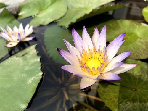 植物、花、莲花